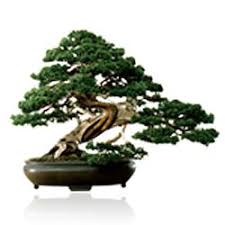 How to wire a bonsai branch in this video, i go over the tree used in the how to wire a bonsai tree branch video. 24 Common Bonsai Species Ideas Bonsai Bonsai Tree Species