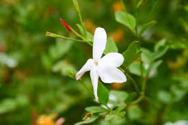 This dupe is super close to the original and captures the notes i love best. Best Jasmine Perfumes