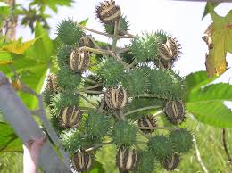 Patrícia mbengani bravo mamona, comm (born 21 november 1988) is a portuguese triple jumper of angolan descent. Torta De Mamona Suas Caracteristicas Seus Beneficios E Como Prepara La Maneje Bem Fitocon