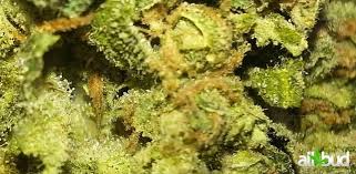Cheese Strain Marijuana Strain Reviews Allbud