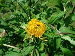Image result for Inula glomerata