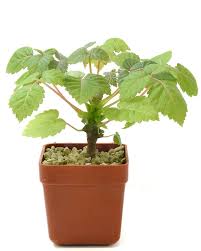 Image result for Monadenium herbaceum