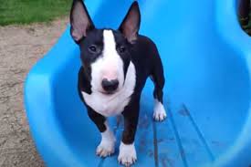 If you want to buy it in a breeder near your house, you are able to search pitbull breeders near me in your browser. Bull Terrier Puppy Vs Adult Dog What Should You Choose Bull Terrier Hq