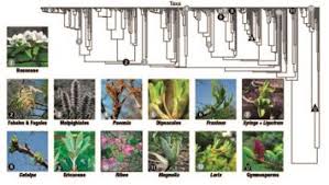 Image result for Sopubia angolensis