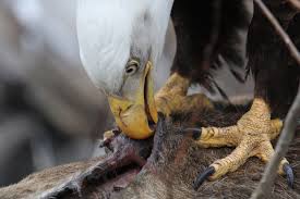 Maybe the founding fathers knew what they were doing when they made a  scavenger our national symbol