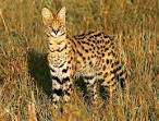 Wild cat species - Wild Cats World