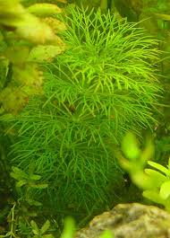 Image result for Limnophila