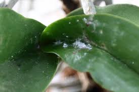 Image result for puklice na pokojových rostlinách obrázek