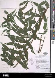 Image result for Asplenium elliottii