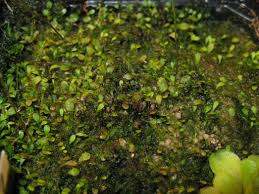 Image result for Utricularia welwitschii