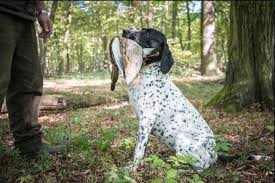 Image result for auvergneský ohař