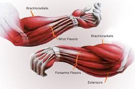 For stronger and bigger forearms, you need healthy arms and wrists as well. How To Get Big Forearms Now Fitness Volt