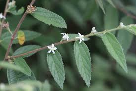 Image result for Grewia holstii