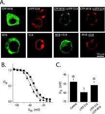 A carbon monoxide detector and an alarm are designed to alert users about the unsafe level of carbon monoxide. Fluorescence Resonance Energy Transfer Reports Properties Of Syntaxin1a Interaction With Munc18 1 In Vivo Journal Of Biological Chemistry