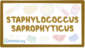 Image result for Staphylococcus Saprophyticus