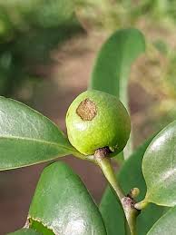 Image result for Artabotrys monteiroae