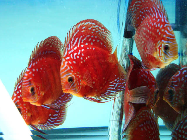 High Bodied Crimson Star Alenquer Discus – Discus.com
