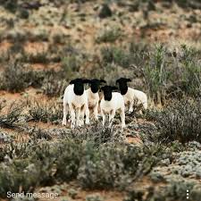 Pin By Nadine De Beer On Karoo Deer River Africa Animals