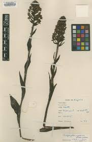 Image result for Brachycorythis velutina