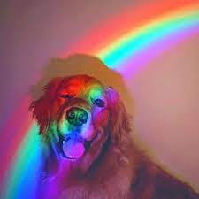 Papeis De Parede Planos De Fundo Wallpapers Papeis De Parede Tumblr Wallpapers Fofos Ad Baby Animals Dog Activities Cute Baby Animals