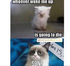 Cat memes clean meme central. Funny Clean Cat Memes 2020
