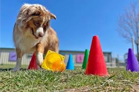 The dog boarders have been so caring and so good about letting me know each time how much boys are doing! Going Away Here S How Much Dog Boarding Costs And What S Included Daily Paws