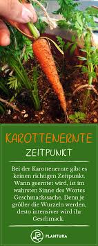 Karotten Ernten Lagern Plantura Karotten Garten Pflanzen