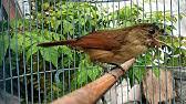 Untuk lebih jelasnya, kalian baca sampai. Burung Flamboyan Gacor Nyuling Manggil Betina Youtube
