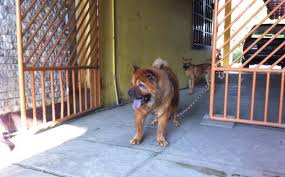 Check spelling or type a new query. Sindir Gubernur Banten Anjing Ini Dikasih Nama Raja Atut Tribun Jogja