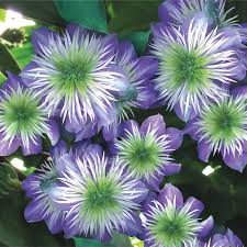 Finde diesen pin und vieles mehr auf clematis von judith carolin. Crystal Fountain Clematis Large Flowered Type Spring Hill