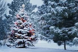 Download all photos and use them even for commercial projects. Winter Snow Forest Christmas Tree Carbon Brief