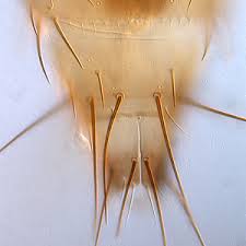 Image result for Gomphocarpus semilunatus