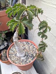 Image result for Cyphostemma adenocaule