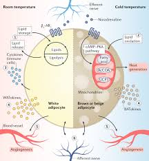 Image result for Beige 1977 Caloric