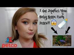 I Got A New Baby Betta Fish From Petco Itsannalouise Youtube