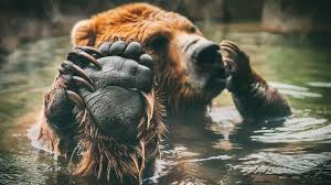Great prices, excellent customer service. Grizzly Bear Wallpapers For Android Apk Download