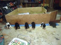 Newfoundland Pups For Sale In Rutledge Tennessee Classified Americanlisted Com