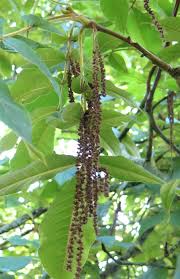 Image result for Isoberlinia tomentosa