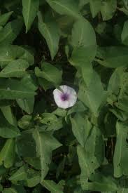 Image result for Litogyne gariepina