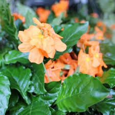 Image result for Crossandra mucronata
