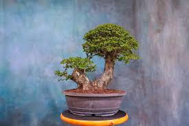 Image result for Premna hans-joachimii