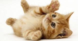 Menurut hukum islam sterilisasi kucing diperbolehkan asal bertujuan untuk kebaikan kucing dan manusia. Hukum Memandulkan Kucing Peliharaan Darul Ulum Ihya Ulumuddin