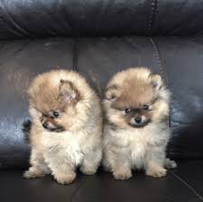 Pomeranian Puppies Available Available Pomeranians