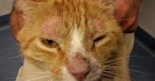 Pemphigus Foliaceus A Case Study Veterinary Practice