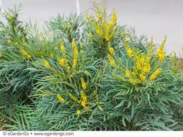 Soft caress, mahonia eurybracteata 'soft caress', is a small, soft evergreen shrub is perfect for containers, informal hedges, or mass plantings in the shade garden. Mahonia Eurybracteata Soft Caress Common Name Soft Caress Mahonia Egardengo Cool Plants Plants Soft Caress Mahonia