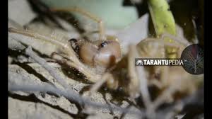 Camel spiders have a fierce reputation, but they aren't even spiders in truth, but solifugids. Bizarre Footage Of Camel Spiders Mating In The Wild Youtube