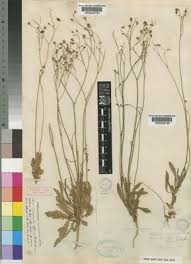 Image result for Wahlenbergia androsacea