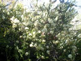 Image result for Melaleuca ericifolia
