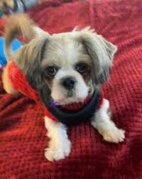 We did not find results for: Shih Tzu Rescue Dogs For Adoption Near Oklahoma City Oklahoma Petcurious Rescue Dogs For Adoption Shih Tzu Dog Dog Adoption