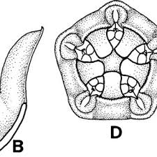 Image result for Secamone dewevrei
